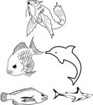 海狮 海豚 鱼