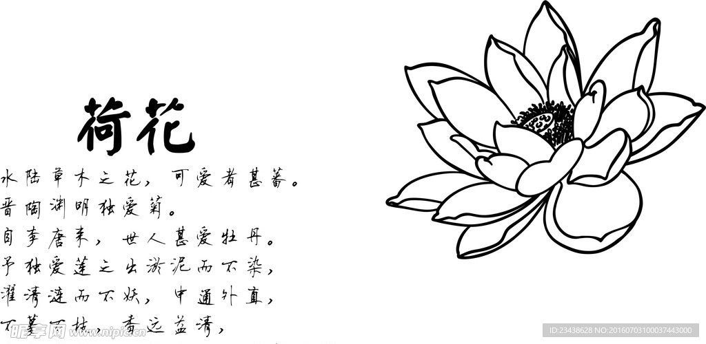 荷花
