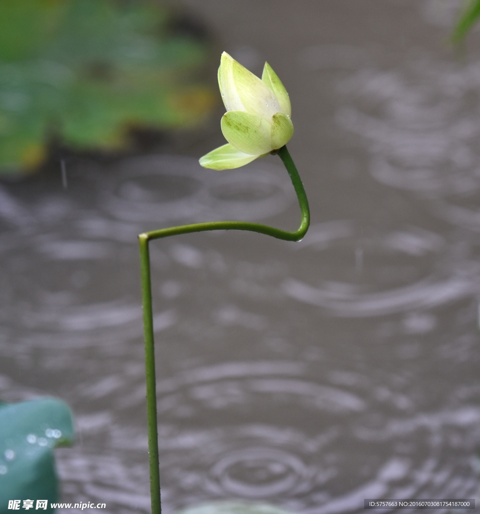 雨荷