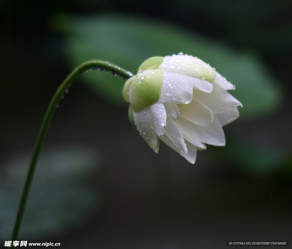 雨荷