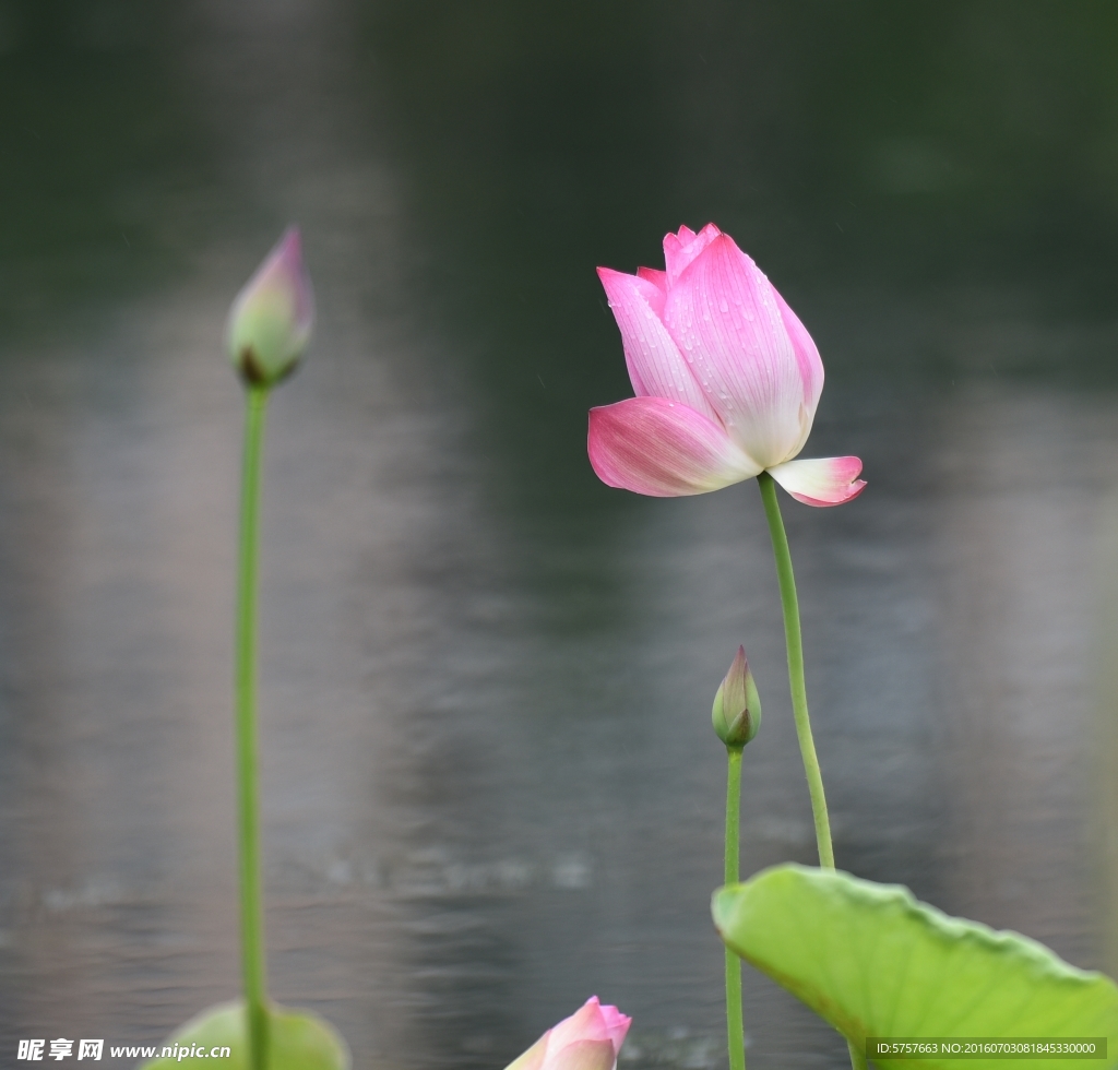 雨荷