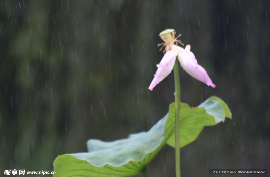 雨荷