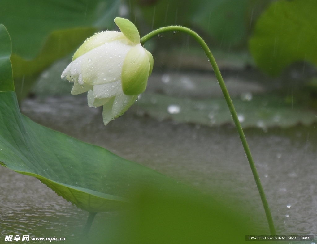 雨荷