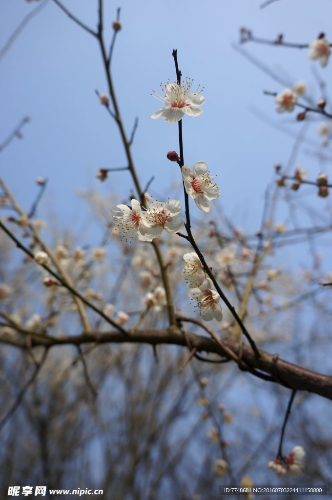 乌梅花