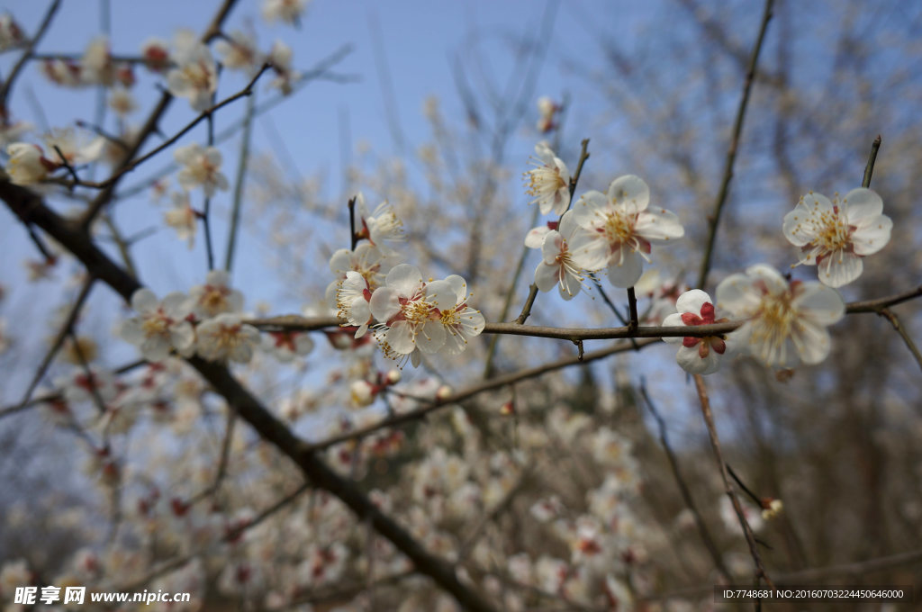 乌梅花