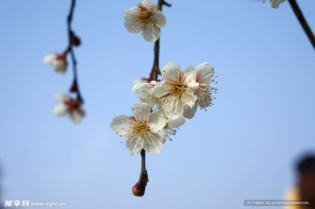 乌梅花