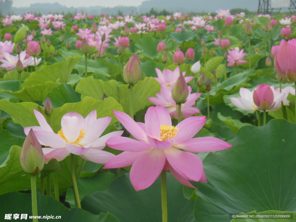 荷花