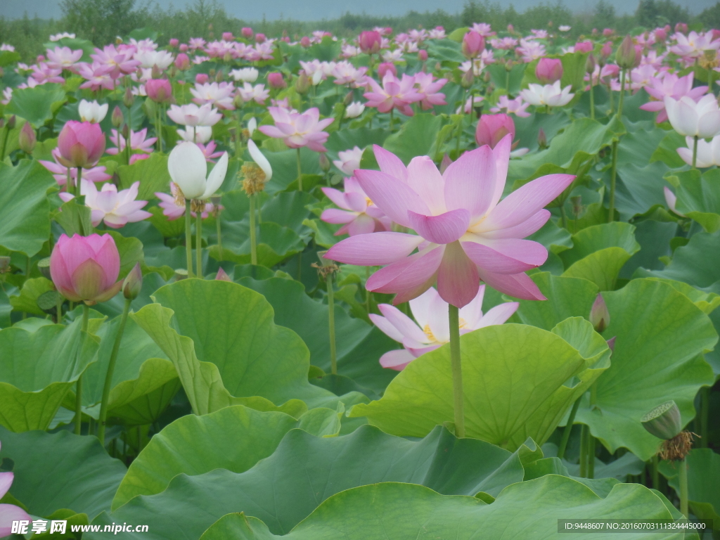 荷花