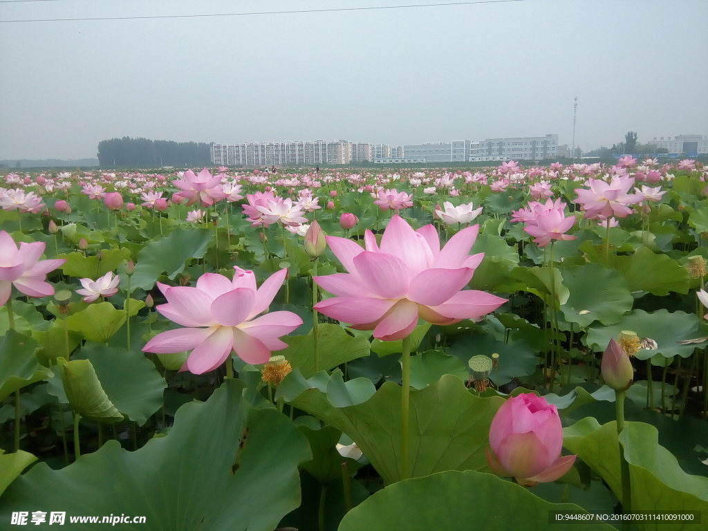 荷花
