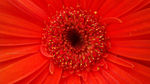 花蕊