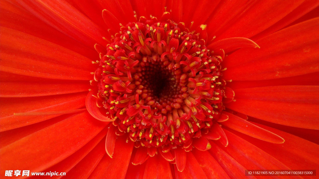 花蕊