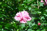 木槿花