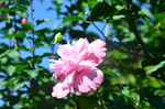 木槿花