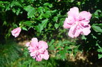 木槿花