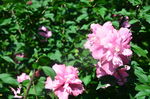 木槿花