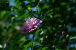 木槿花