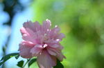 木槿花