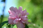 木槿花