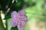 木槿花