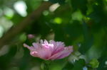 木槿花