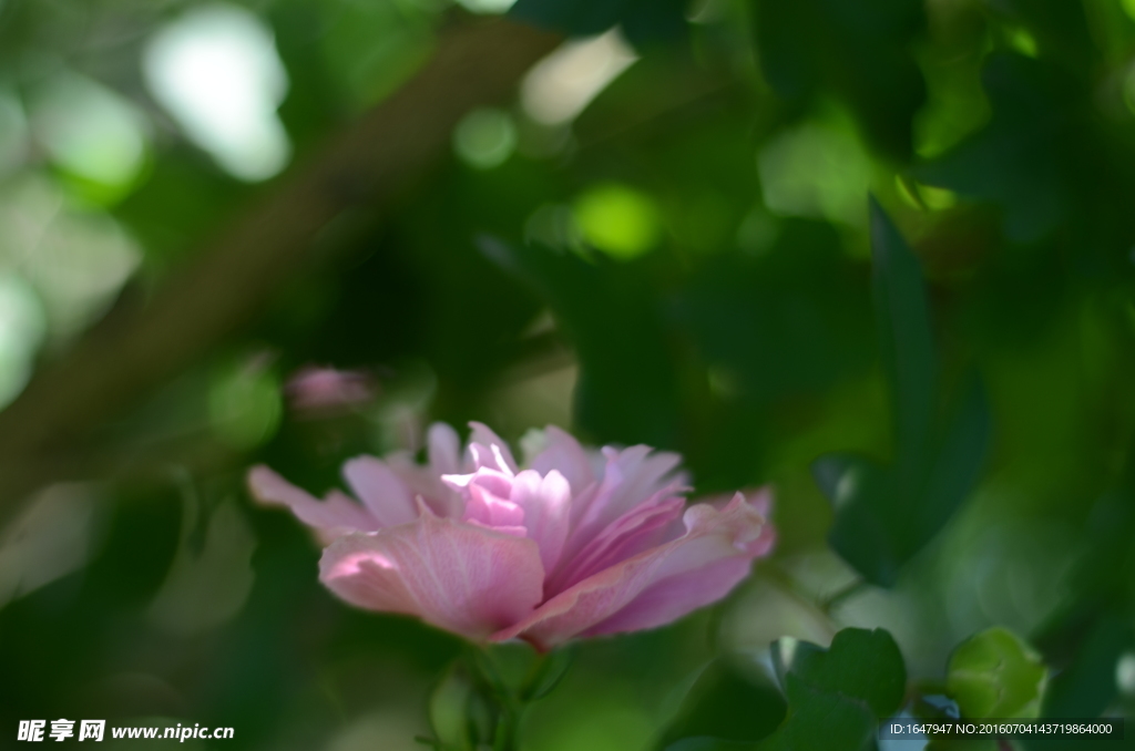 木槿花