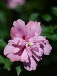 木槿花