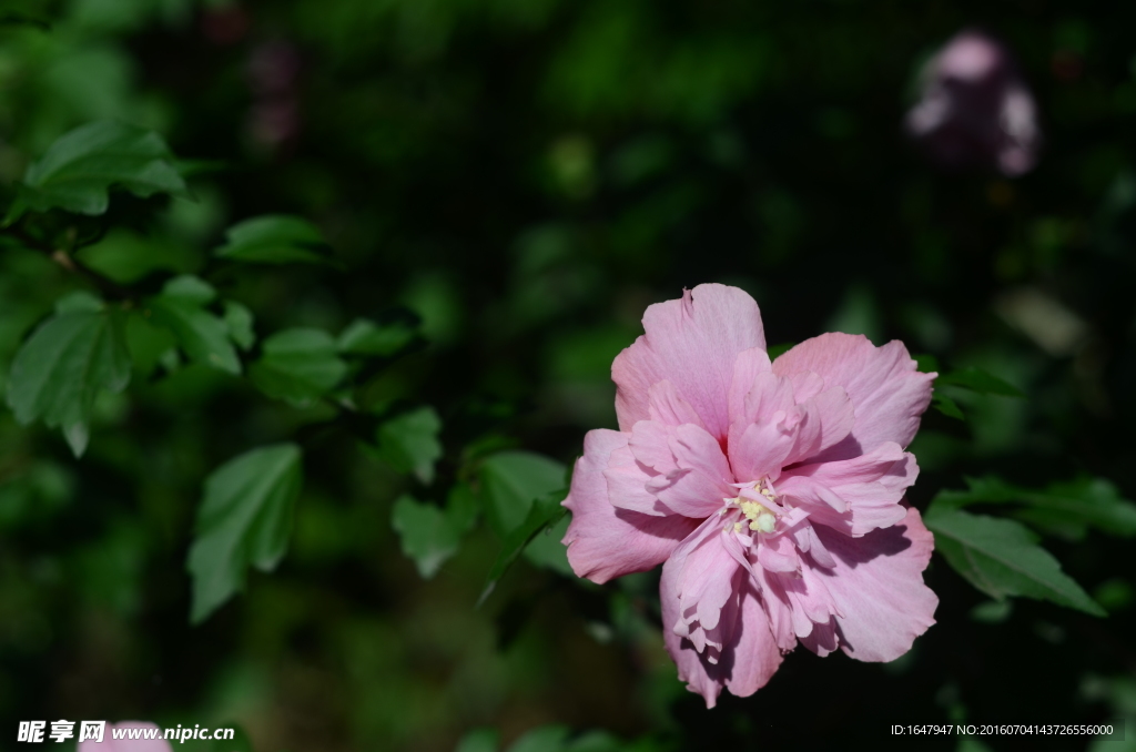 木槿花