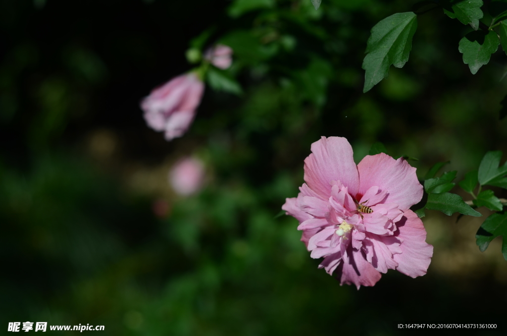 木槿花