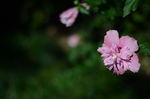 木槿花