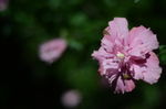 木槿花