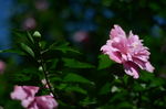 木槿花