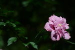 木槿花