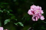 木槿花