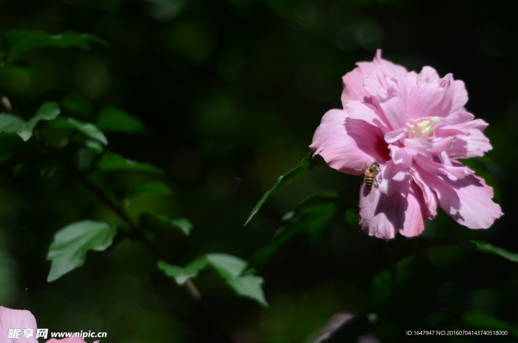 木槿花