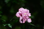木槿花