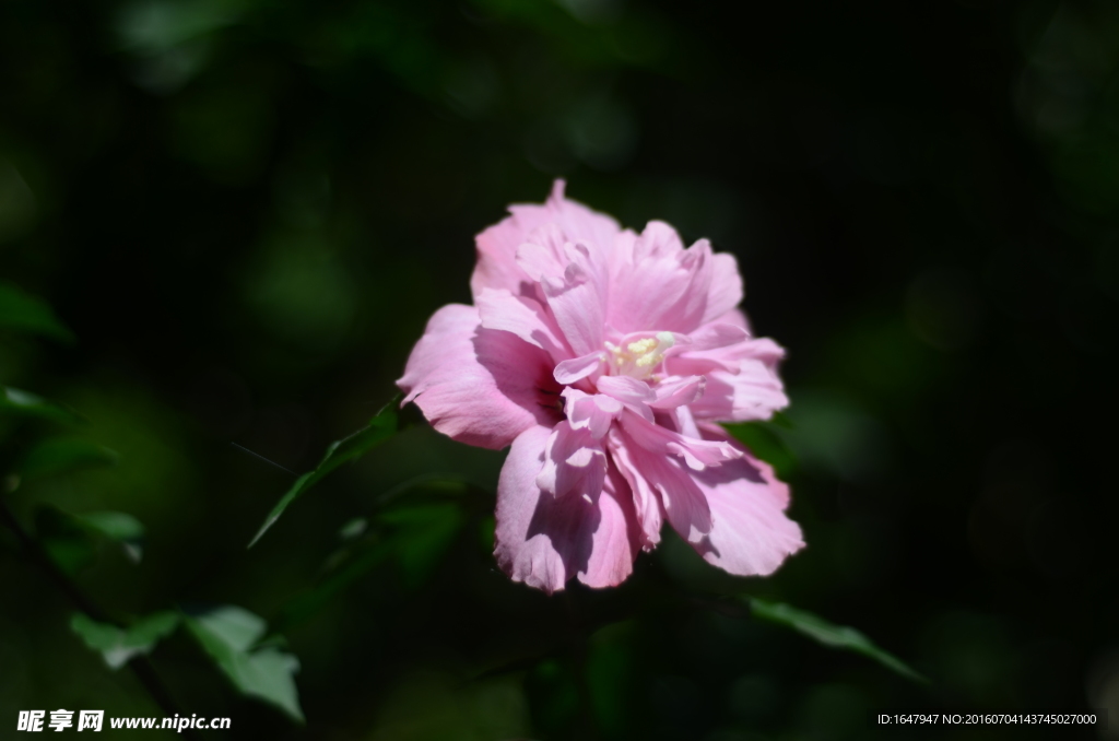 木槿花