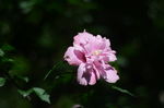 木槿花