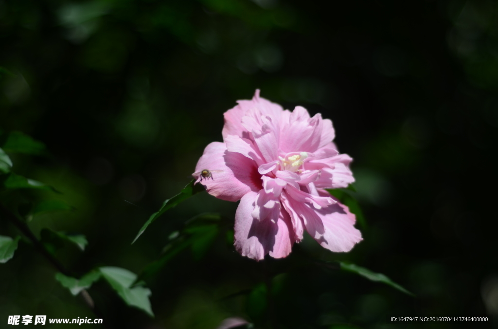 木槿花