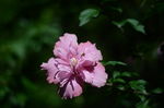 木槿花