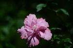 木槿花
