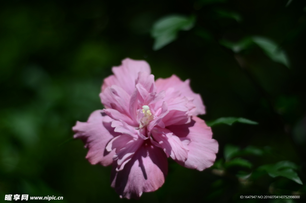 木槿花