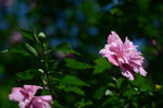 木槿花