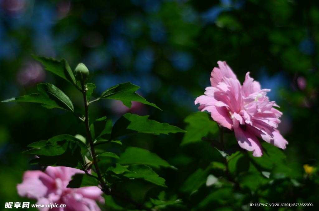 木槿花