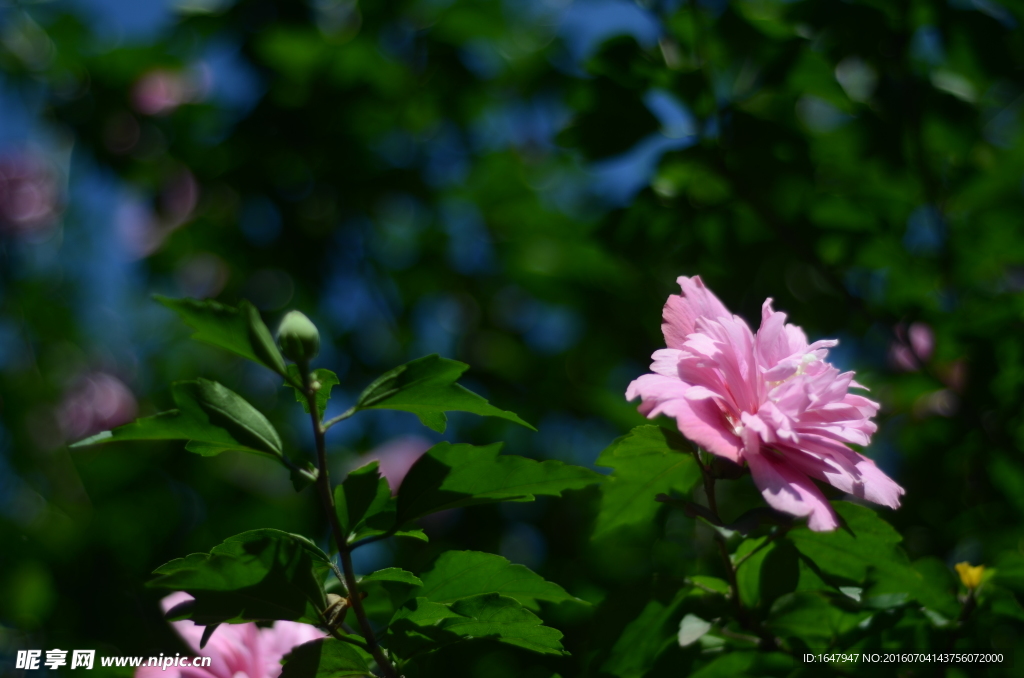 木槿花