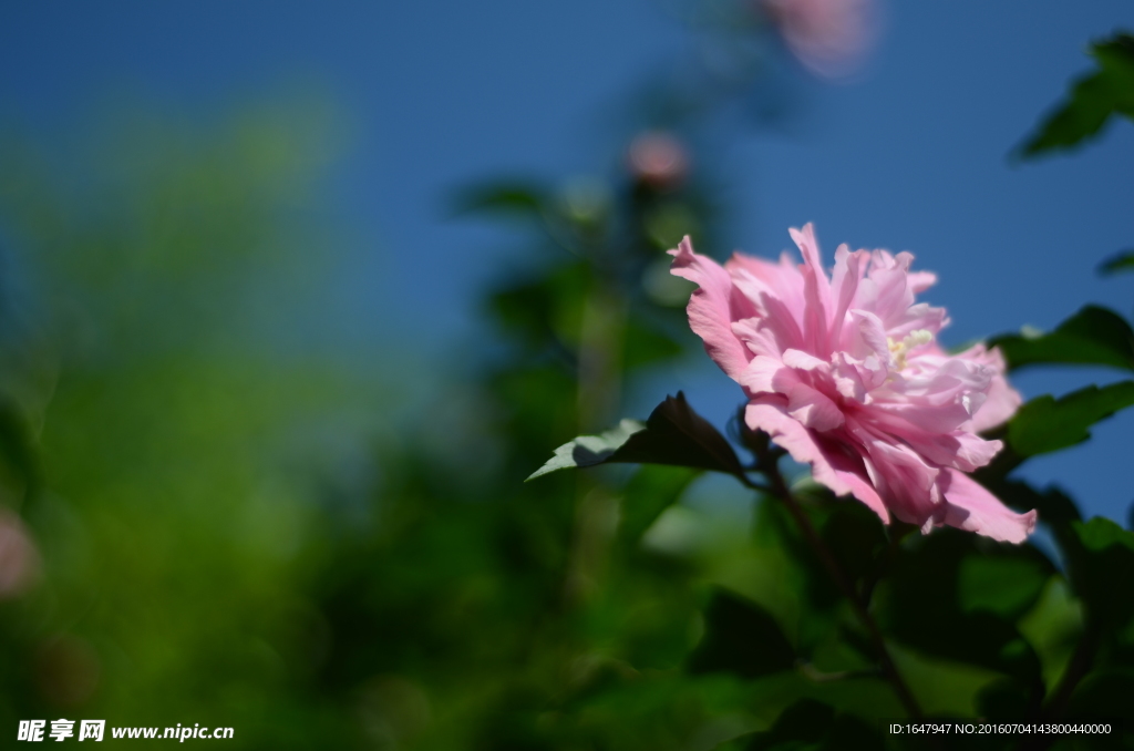 木槿花