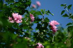 木槿花