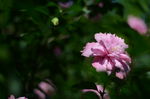 木槿花