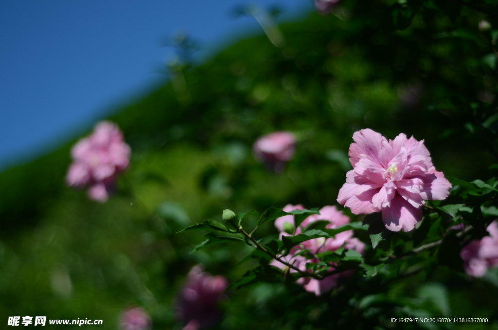 木槿花