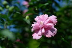 木槿花