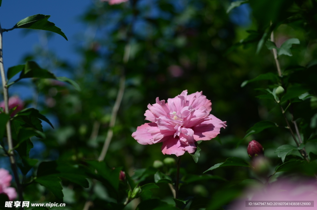 木槿花